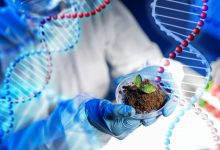 Photo of Применение генной инженерии в растениеводстве