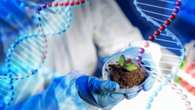 Photo of Применение генной инженерии в растениеводстве